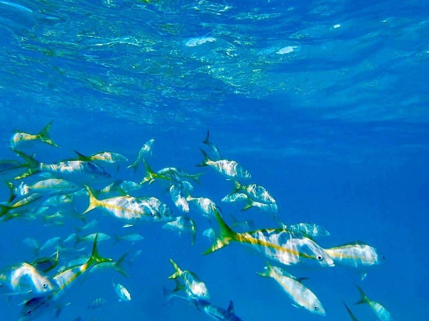 Reef fish at Cayo Icacos – snorkeling in crystal‑clear water