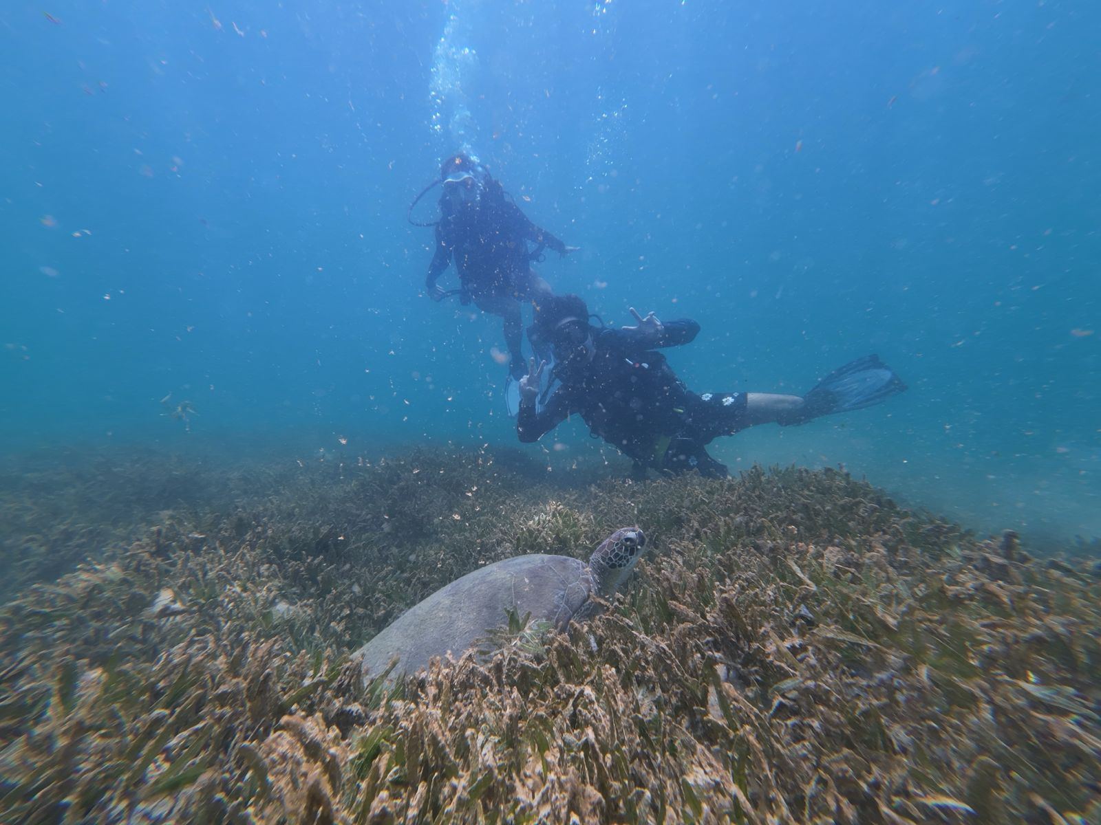 Sea turtle at Escambrón – beginner‑friendly snorkeling in San Juan
