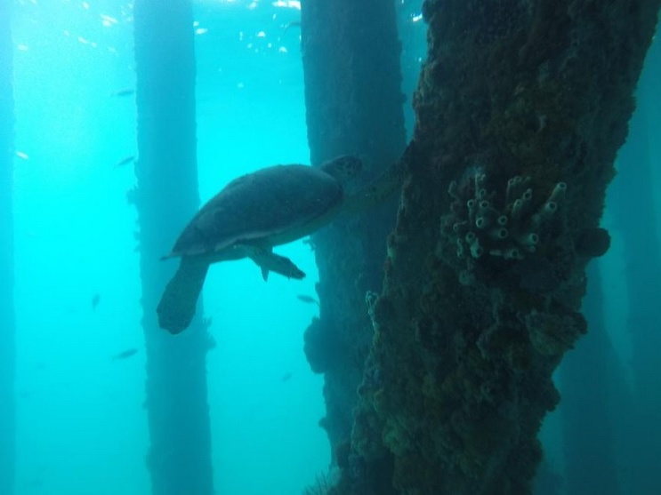 Sea turtle at Mosquito Pier – Vieques snorkeling