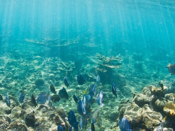 Steps Beach reef wall – snorkeling with turtles in Rincón